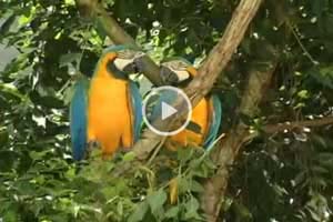 Barbados Project video